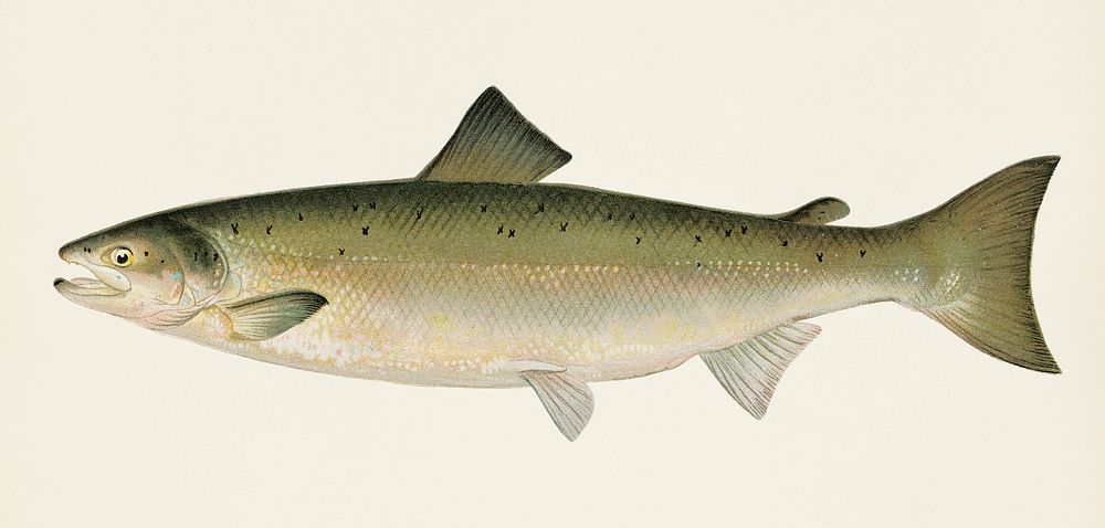The Atlantic Salmon ( Salmo Salar); Fishes of North America illustrated by Sherman F. Denton (1856-1937) from Game Birds and…