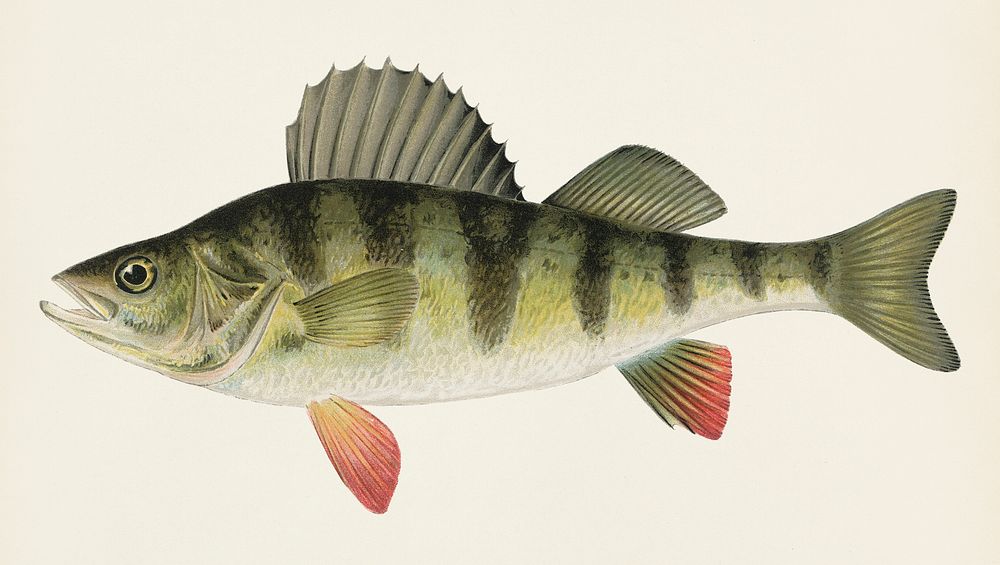 Yellow or Barred Perch (Perca Americana) Fishes of North America illustrated by Sherman F. Denton (1856-1937) from Game…