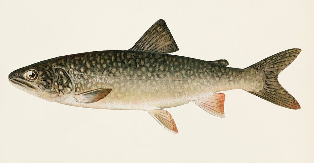 Lake Trout (Cristivomer Namaycush. Walbaum) illustrated by Sherman F. Denton (1856-1937) from Game Birds and Fishes of North…