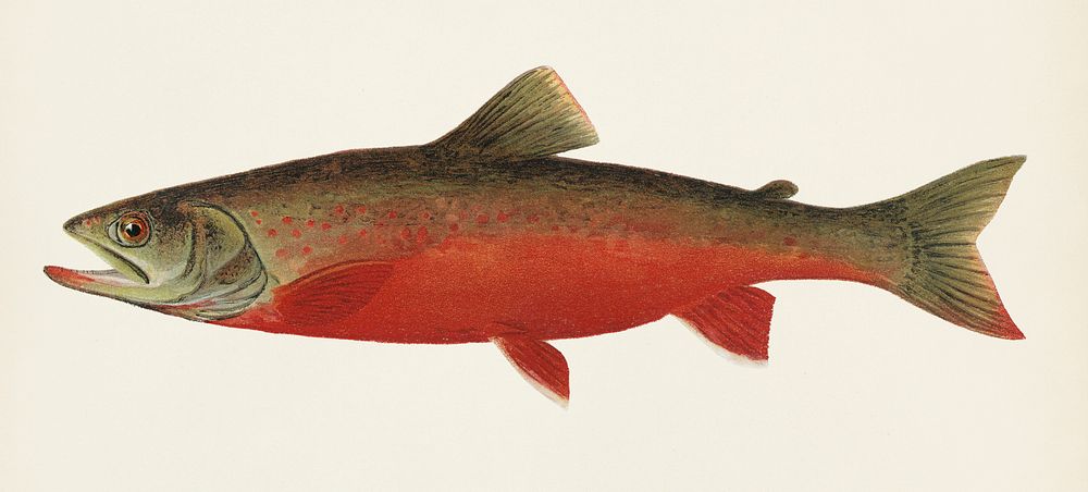 Canadian Red Trout illustrated by Sherman F. Denton (1856-1937) from Game Birds and Fishes of North America. Digitally…