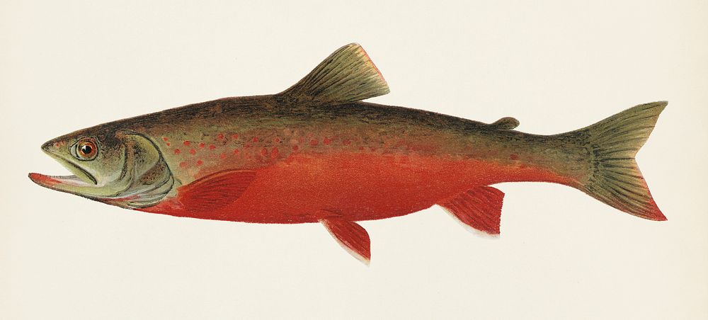 Canadian Red Trout illustrated Sherman | Premium PSD - rawpixel