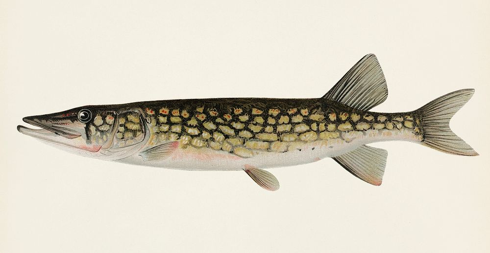 Pickerel (Lucius Reticulatus. Le Sueur) from a pond in Massachusetts illustrated by Sherman F. Denton (1856-1937) from Game…