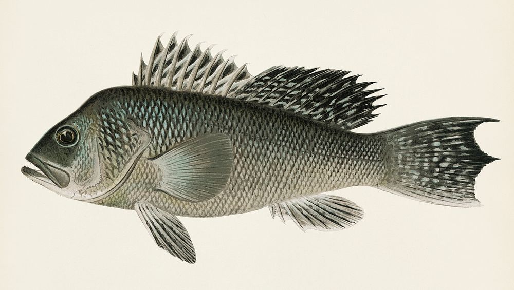 Sea Bass (Centropristes Striatus) illustrated by Sherman F. Denton (1856-1937) from Game Birds and Fishes of North America.…