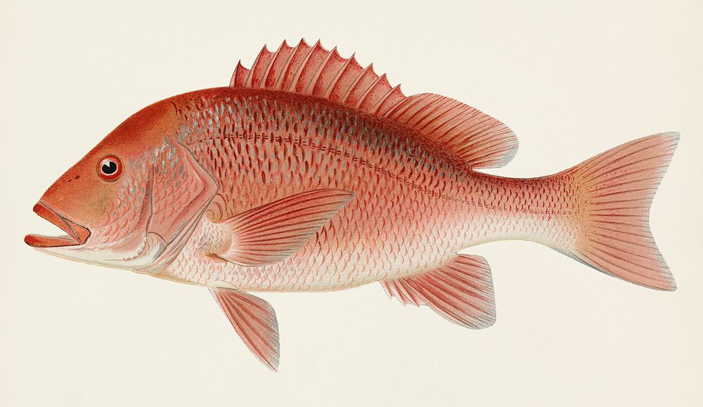 Red Snapper (Neomaenis Blackford) illustrated by Sherman F. Denton (1856-1937) from Game Birds and Fishes of North America.…