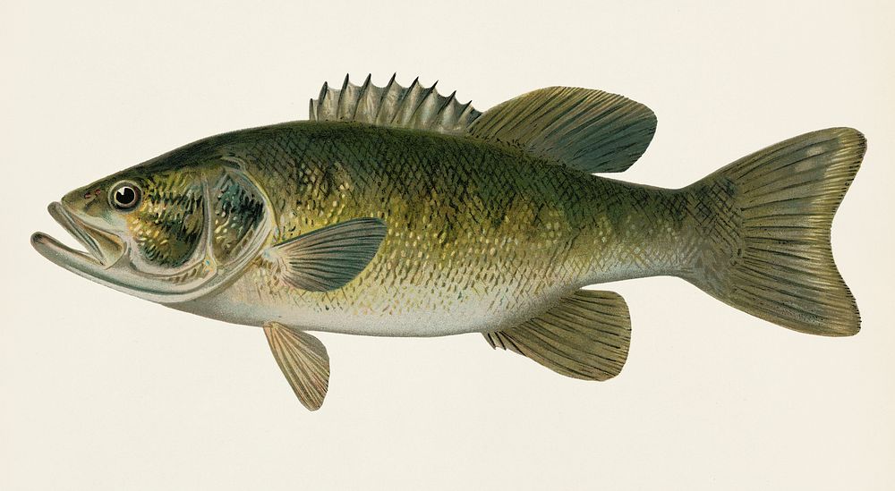 Small-Mouthed Black Bass( Micropterus Dolomieu) illustrated by Sherman F. Denton (1856-1937) from Game Birds and Fishes of…