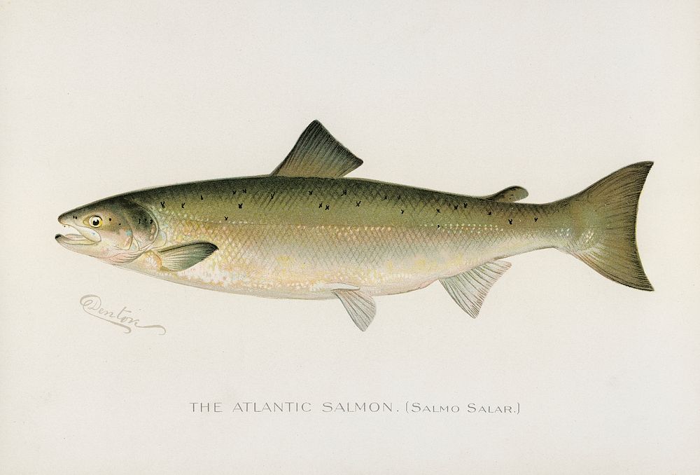 Atlantic Salmon ( Salmo Salar). Digitally enhanced from our own 1913 Portfolio Edition of Game Birds and Fishes of North…