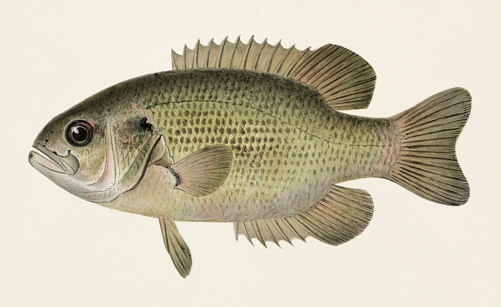 Rock Bass ( Ambloplites Rupestris) illustrated by Sherman F. Denton (1856-1937) from Game Birds and Fishes of North America.…