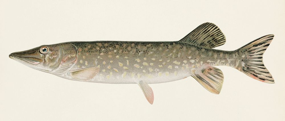 Pike ( Lucius Lucius) illustrated by Sherman F. Denton (1856-1937) from Game Birds and Fishes of North America. Digitally…