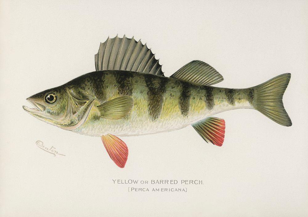 Yellow or Barred Perch (Perca Americana). Digitally enhanced from our own 1913 Portfolio Edition of Game Birds and Fishes of…