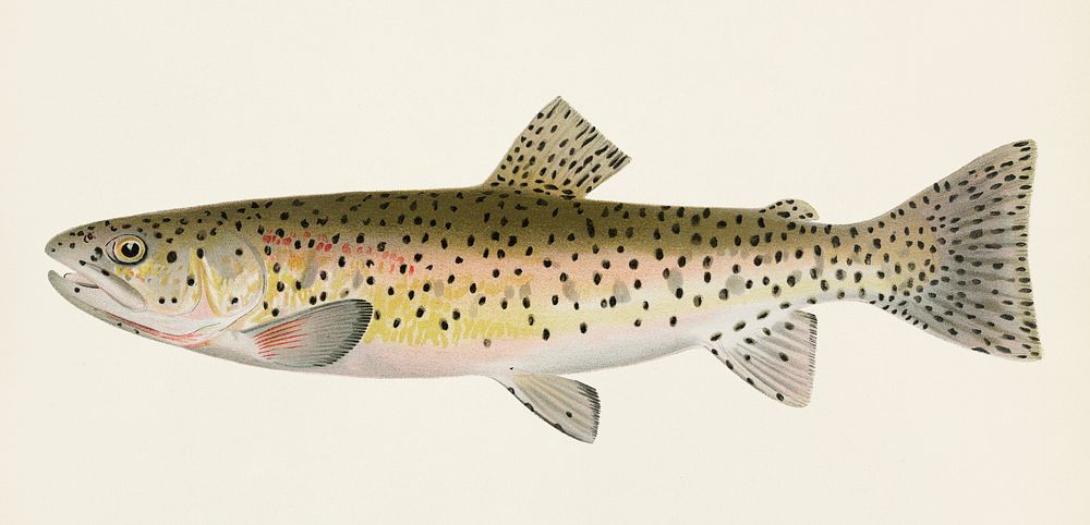 Red Throat Black Spotted or Rocky Mountain Trout (Salmo Mykiss Walbaum) illustrated by Sherman F. Denton (1856-1937) from…