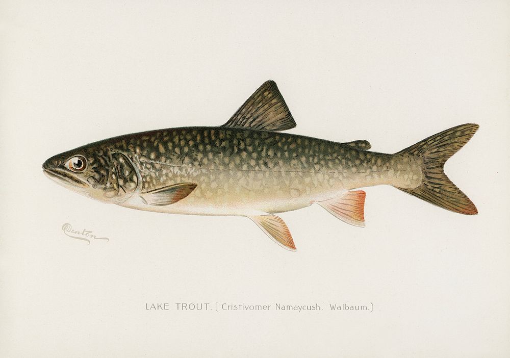 Lake Trout (Cristivomer Namaycush). Digitally enhanced from our own 1913 Portfolio Edition of Game Birds and Fishes of North…