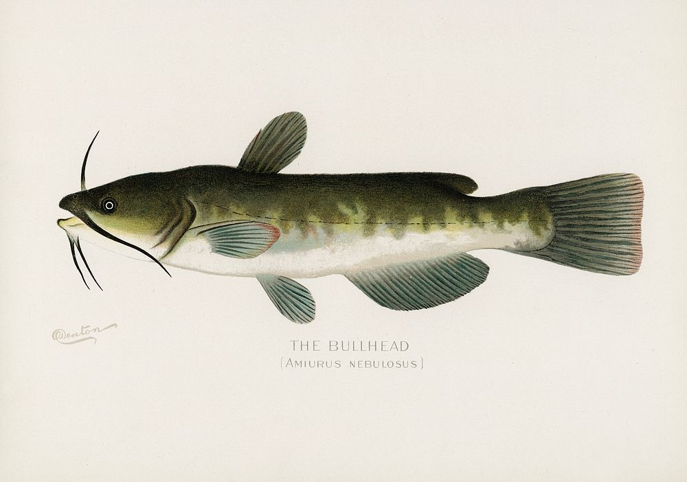 Bullhead; (Amiurus Nebulosus). Digitally enhanced from our own 1913 Portfolio Edition of Game Birds and Fishes of North…