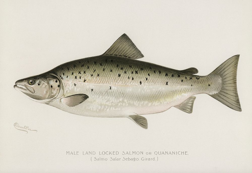 Male Land Locked Salmon or Quananiche ( Salmo Salar Sebaqo Girard). Digitally enhanced from our own 1913 Portfolio Edition…