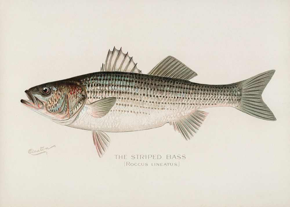 Striped Bass( Roccus Lineatus). Digitally enhanced from our own 1913 Portfolio Edition of Game Birds and Fishes of North…
