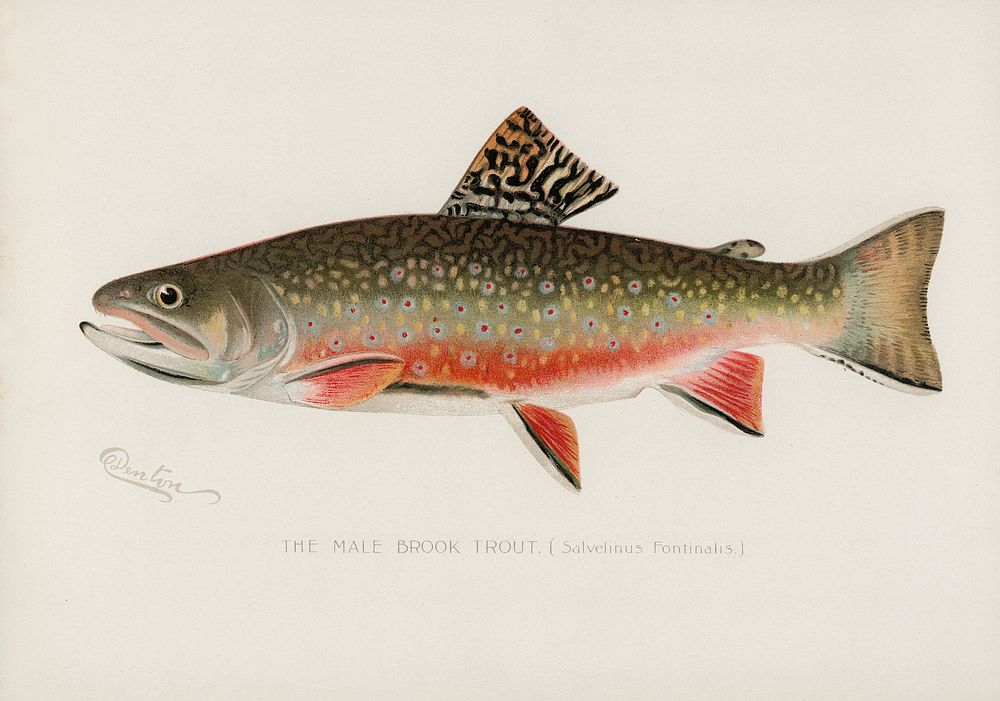 Male brook trout (Salvelinus Fontinalis). Digitally enhanced from our own 1913 Portfolio Edition of Game Birds and Fishes of…