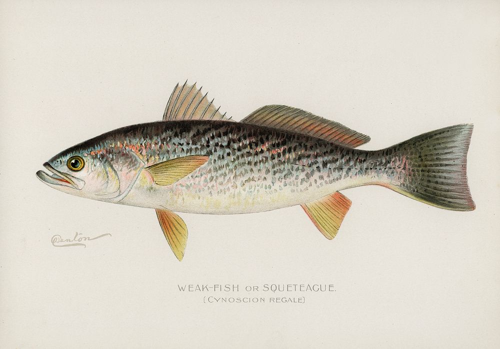 Weak-Fish or Squeteacue (Cynoscion Regale). Digitally enhanced from our own 1913 Portfolio Edition of Game Birds and Fishes…