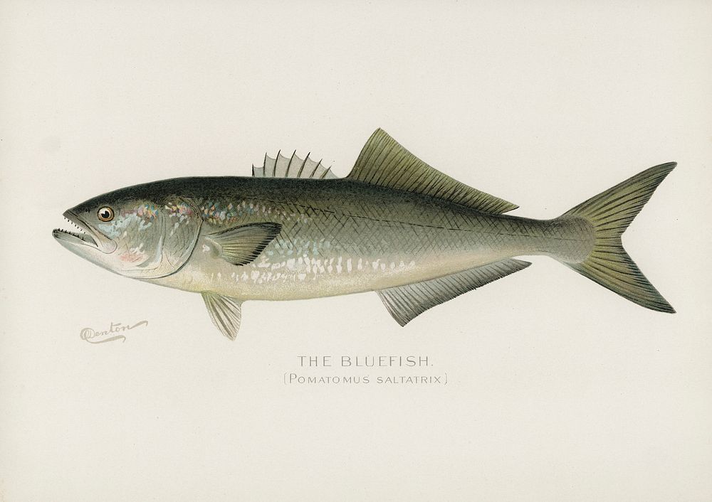 Bluefish (Pomatomus Saltatrix). Digitally enhanced from our own 1913 Portfolio Edition of Game Birds and Fishes of North…