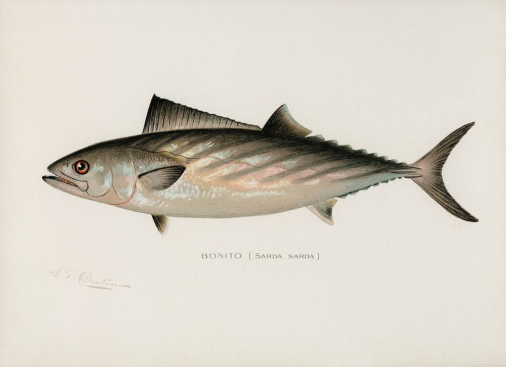 Bonito ( Sarda Sarda). Digitally enhanced from our own 1913 Portfolio Edition of Game Birds and Fishes of North America by…