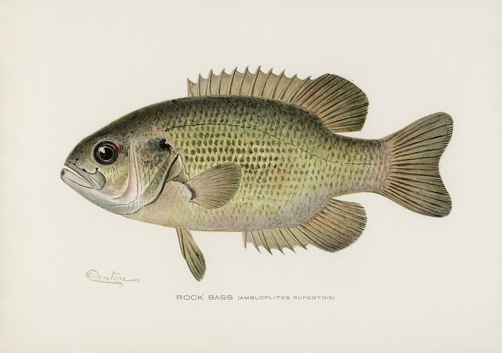 Rock Bass (Ambloplites Rupestris). Digitally enhanced from our own 1913 Portfolio Edition of Game Birds and Fishes of North…