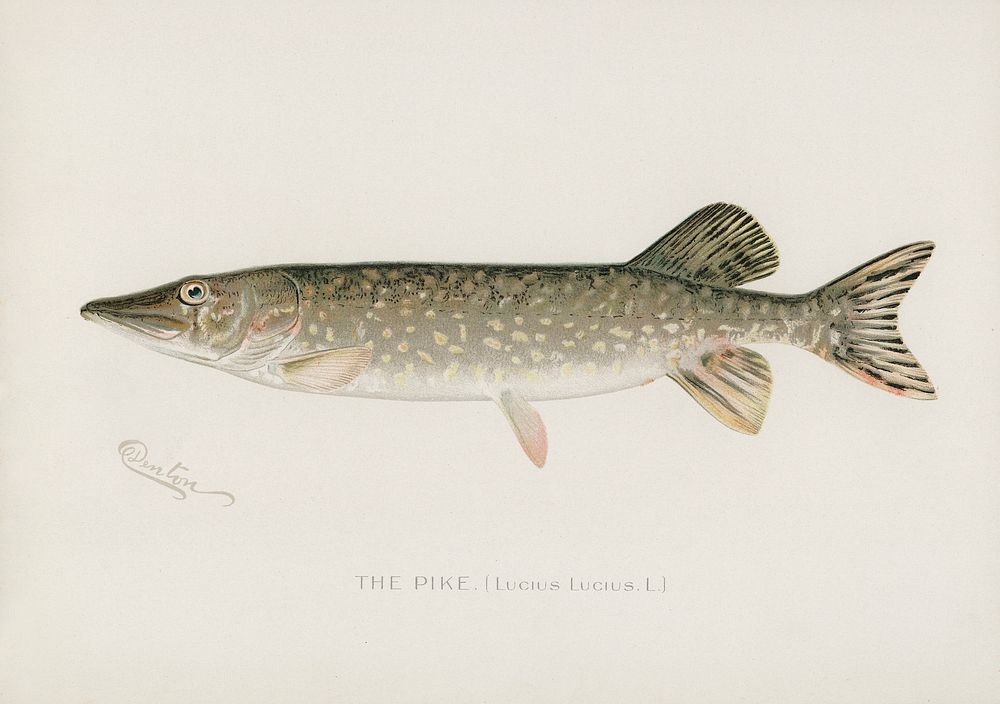 Pike( Lucius Lucius). Digitally enhanced from our own 1913 Portfolio Edition of Game Birds and Fishes of North America by…