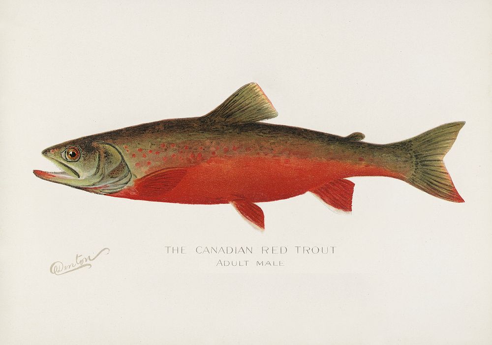 Canadian Red Trout. Digitally enhanced from our own 1913 Portfolio Edition of Game Birds and Fishes of North America by…