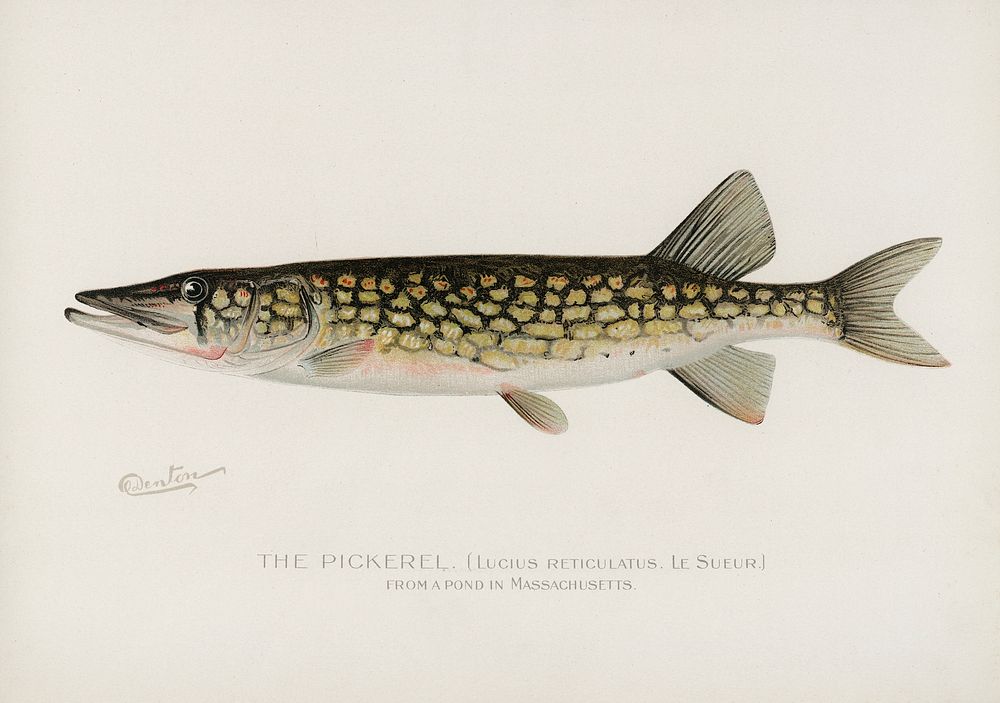 Pickerel (Lucius Reticulatus. Le Sueur from a pond in Massachusetts). Digitally enhanced from our own 1913 Portfolio Edition…