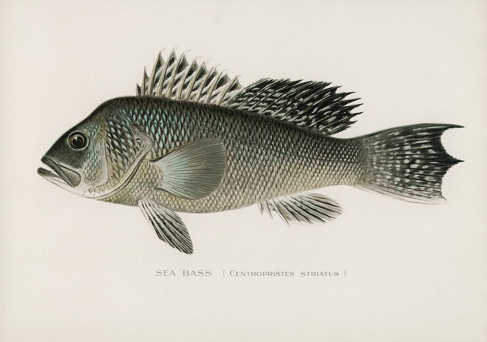 Sea Bass (Centropristes Striatus). Digitally enhanced from our own 1913 Portfolio Edition of Game Birds and Fishes of North…