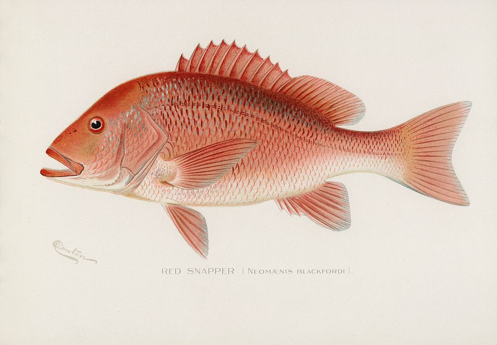 Red Snapper (Neomaenis Blackford). Digitally enhanced from our own 1913 Portfolio Edition of Game Birds and Fishes of North…