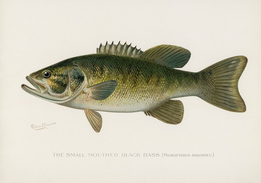 Small-Mouthed Black Bass( Micropterus Dolomieu). Digitally enhanced from our own 1913 Portfolio Edition of Game Birds and…