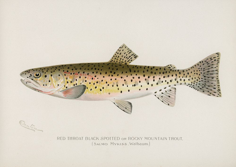 Red Throat Black Spotted or Rocky Mountain Trout. Digitally enhanced from our own 1913 Portfolio Edition of Game Birds and…