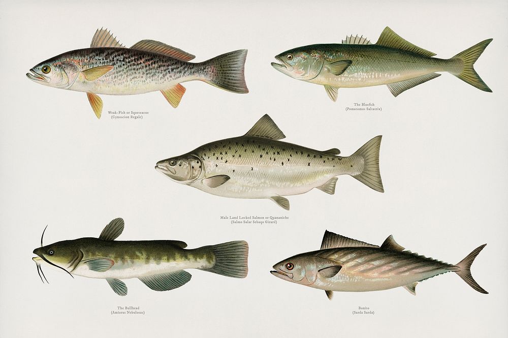 Set of fish illustrations by  found in Fishes of North America 