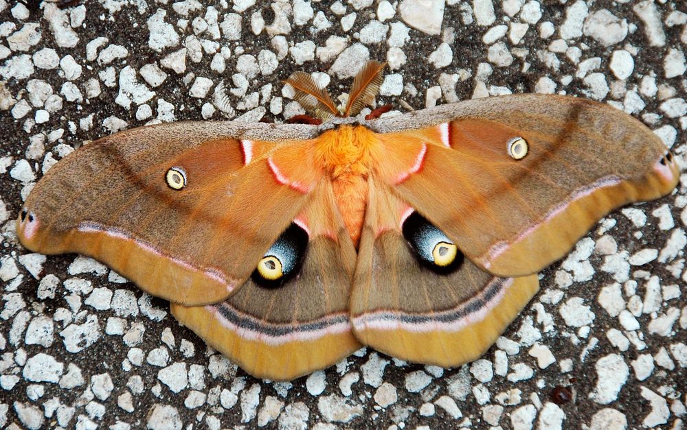 A moth with unusual markings is captured on the ground at NASA's Kennedy Space Center. Original from NASA. Digitally…