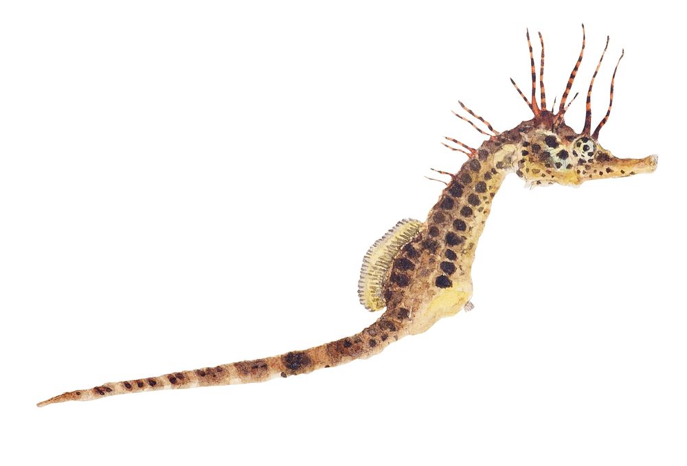 Antique fish hippocampus abdominalis seahorse illustration drawing