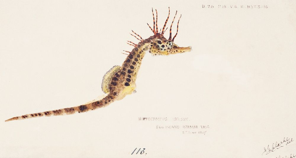 Antique fish hippocampus abdominalis seahorse drawn by Fe. Clarke (1849-1899). Original from Museum of New Zealand.…