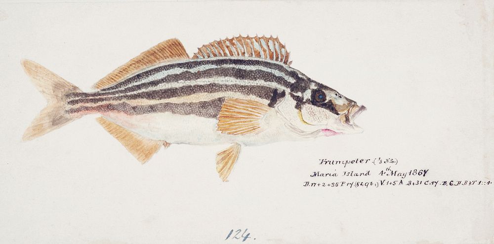 Antique fish latris lineata common trumpeter drawn by Fe. Clarke (1849-1899). Original from Museum of New Zealand. Digitally…