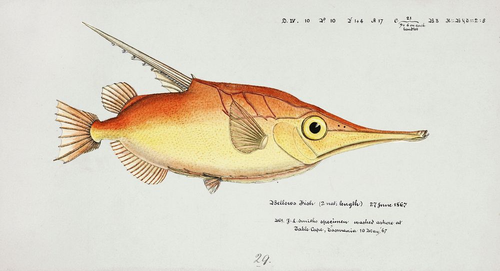 Antique fish macrorhamphosus scolopax snipefish drawn by Fe. Clarke (1849-1899). Original from Museum of New Zealand.…