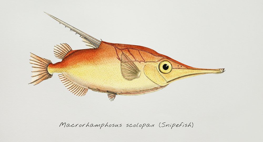 Antique fish macrorhamphosus scolopax snipefish illustration drawing