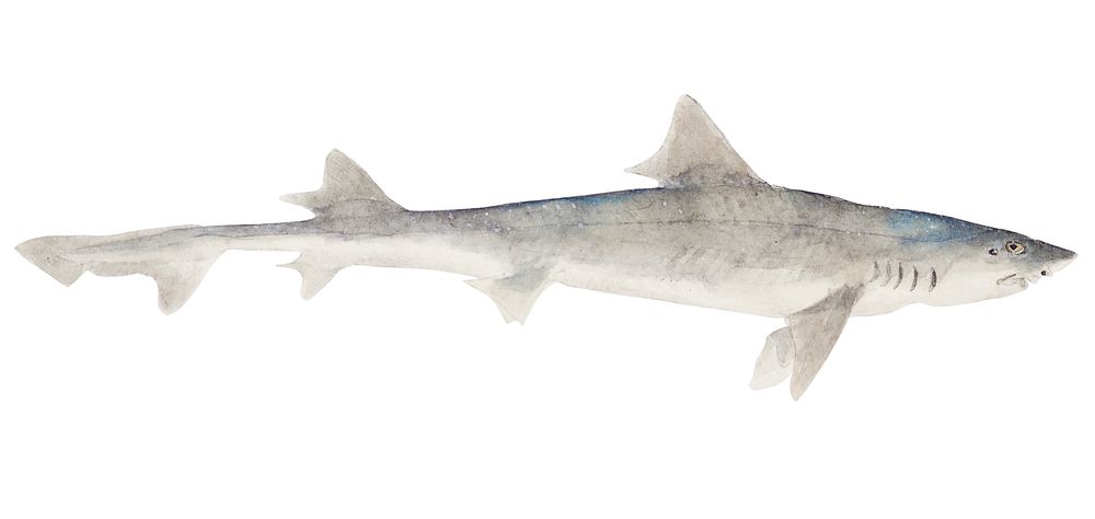 Antique fish mustelus antarcticus dogfish illustration drawing