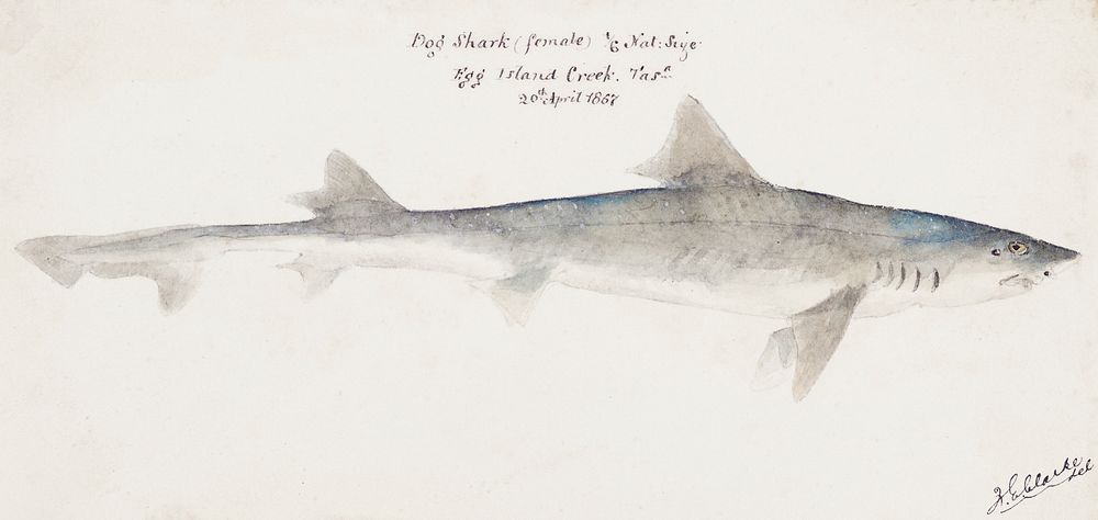 Antique fish mustelus antarcticus dogfish drawn by Fe. Clarke (1849-1899). Original from Museum of New Zealand. Digitally…