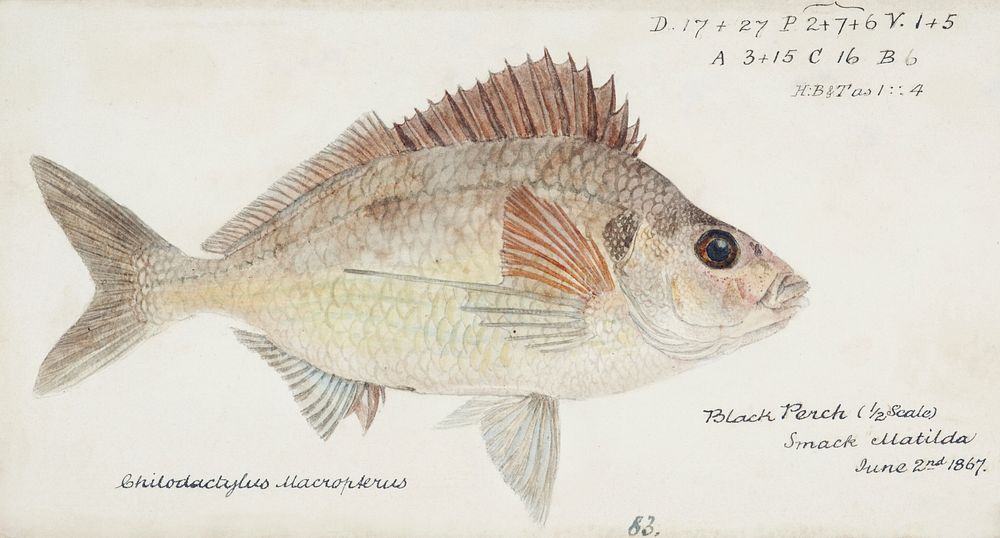 Antique fish nemadactylus macropterus tarakihi drawn by Fe. Clarke (1849-1899). Original from Museum of New Zealand.…