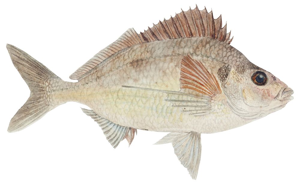 Antique fish nemadactylus macropterus tarakihi illustration drawing