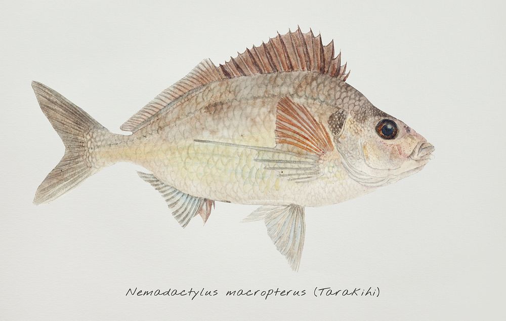 Antique fish nemadactylus macropterus tarakihi | Free Photo ...