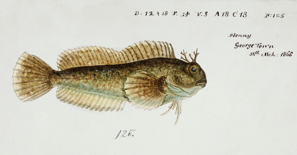 Antique fish blenniidae blenny drawn by Fe. Clarke (1849-1899). Original from Museum of New Zealand. Digitally enhanced by…
