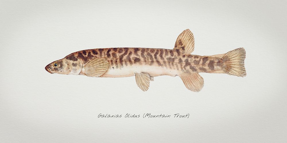 Antique fish galaxias olidus mountain trout illustration drawing