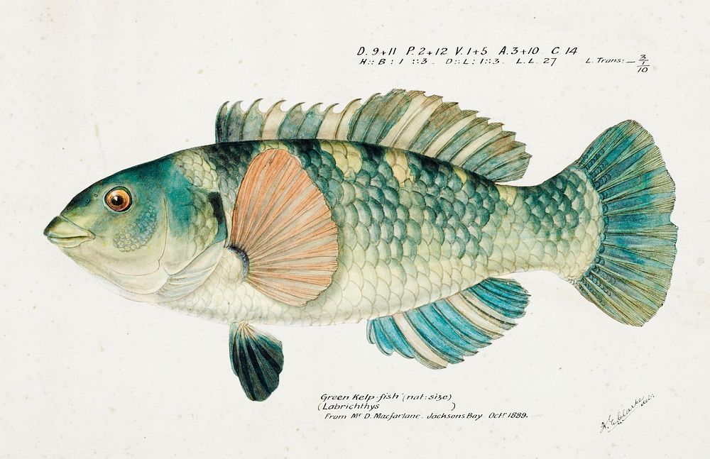 Antique fish Wrasse drawn by Fe. Clarke (1849-1899). Original from Museum of New Zealand. Digitally enhanced by rawpixel.