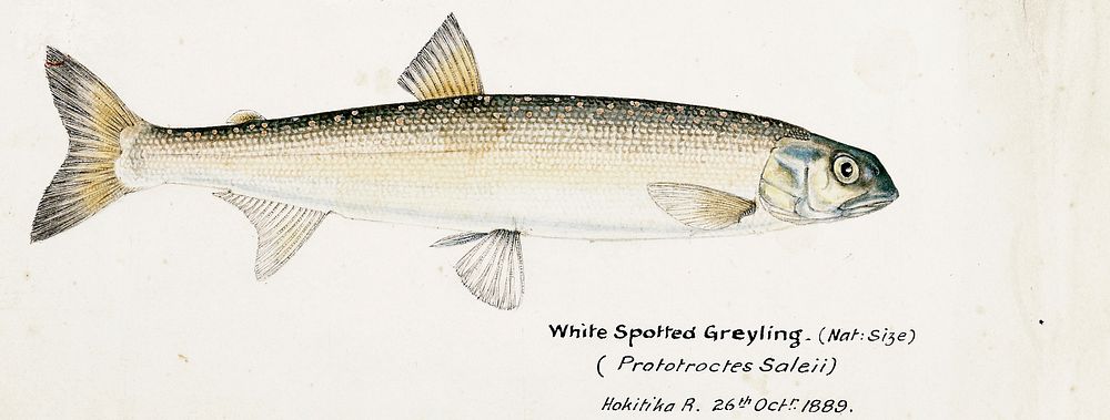 Antique fish White Spotted Greyling drawn by Fe. Clarke (1849-1899). Original from Museum of New Zealand. Digitally enhanced…