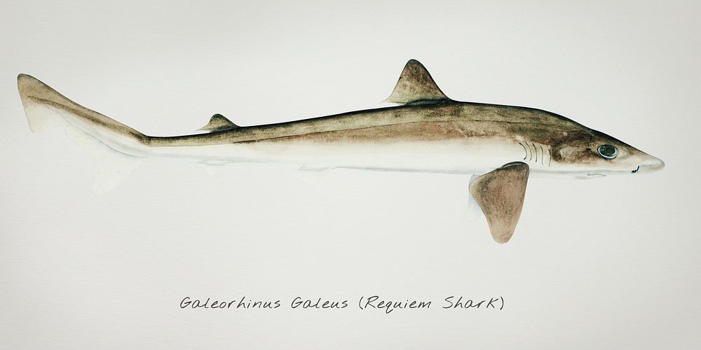 Antique drawing watercolor fish Requiem Shark marine life