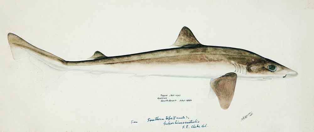 Antique fish Requiem Shark drawn by Fe. Clarke (1849-1899). Original from Museum of New Zealand. Digitally enhanced by…