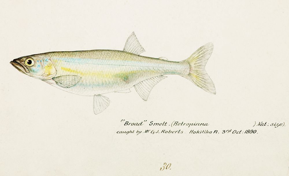 Antique fish Retropinna Retropinna drawn by Fe. Clarke (1849-1899). Original from Museum of New Zealand. Digitally enhanced…