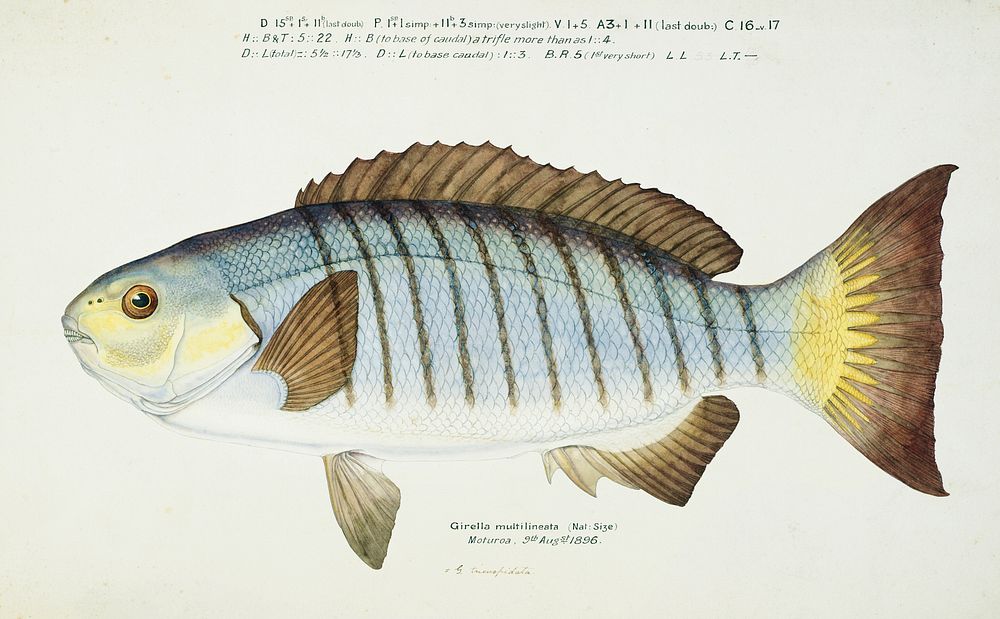 Antique fish Blackfish drawn by Fe. Clarke (1849-1899). Original from Museum of New Zealand. Digitally enhanced by rawpixel.